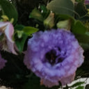 Buchet lisianthus, clematis, craspedia